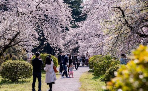 秦令欧奈アナの出身地　東京都文京区の風景